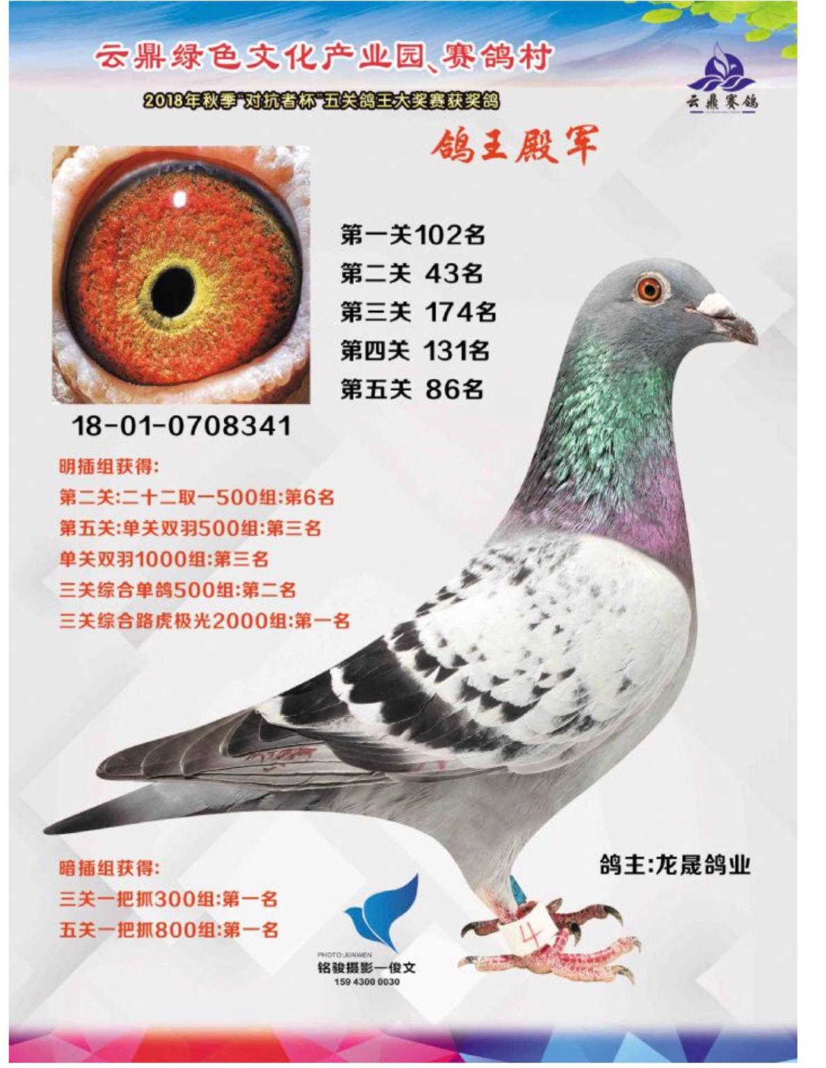 赛鸽云